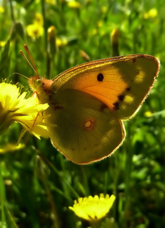 Le 15 Pieridae sp. dell''Umbria